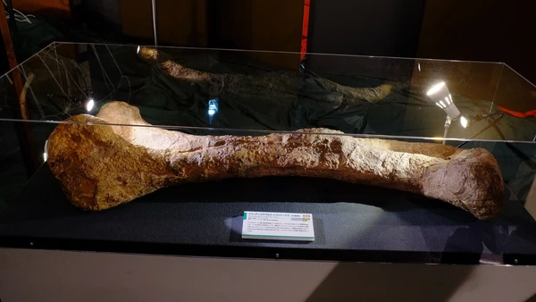 Fêmur fóssil ajuda a dimensionar o porte dos saurópodes, grupo de dinossauros herbívoros de pescoço longo que inclui o Nagatitan por Yeuxpapilon/Wikimedia Commons