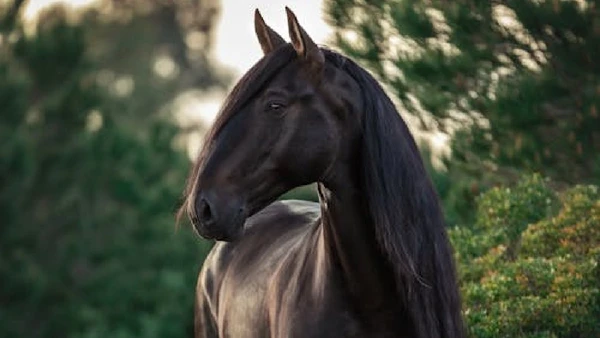 Garanhão é o termo dado para cavalos reprodutores com ótimos genes, alta fertilidade e com descendentes de boa saúde/porte com os traços genéticos do progenitor
