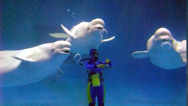 Graças à sua aparência adorável e alta sociabilidade, as belugas se tornaram algumas das queridinhas dos parques aquáticos e aquários com interação ao público por Pagemoral / Wikimedia Commons