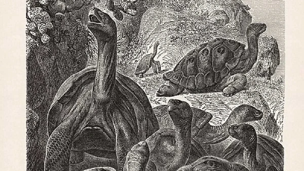 Ilustração de 1878 registra tartarugas-gigantes de Galápagos antes dos programas modernos de conservação por G. Mützel / Wikimedia Commons