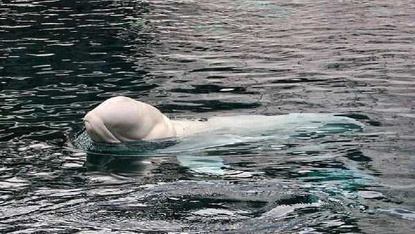 Na natureza, belugas comem peixes e invertebrados por Curimedia | P H O T O G R A P H Y / Wikimedia Commons