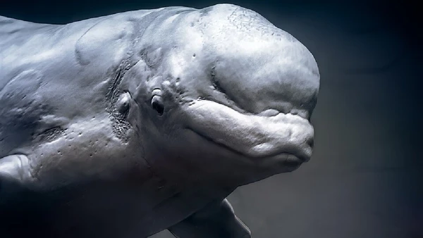 O “melão” da beluga muda de forma e ajuda a projetar sinais de ecolocalização na água por Sheila Sund / Wikimedia Commons