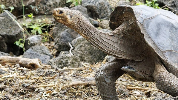 Tartarugas reintroduzidas voltaram a sobreviver e se reproduzir na natureza, reduzindo o risco demográfico de extinção por E bailey / Wikimedia Commons