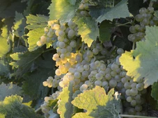 Imagem - Por que a Chardonnay é chamada de 'uva camaleoa'? Veja quatro vinhos para provar