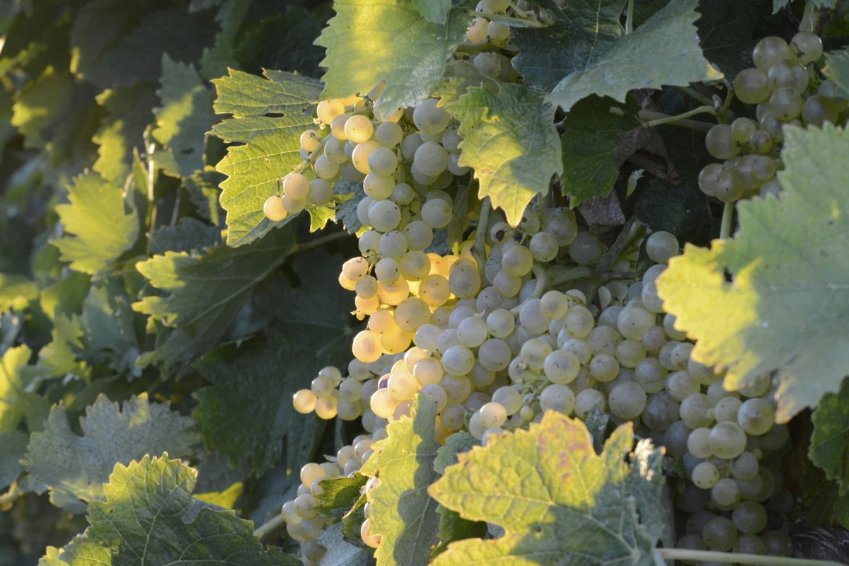 Uva Chardonnay
