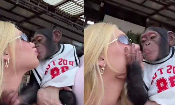 Virginia beija macaco em viagem