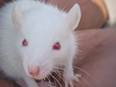 Imagem - Pesquisadores encontraram genes animais que serão utilizados para a regenerar membros inteiros de humanos