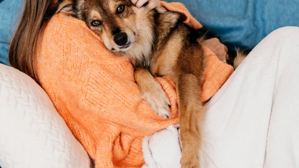 Além do tecido usado, a posição da cama dentro da casa influencia o conforto térmico do animal por Freepik
