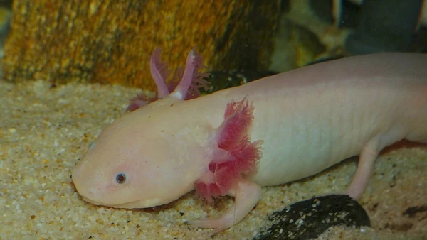 Axolote pode regenerar membros, cauda, medula espinhal e partes do coração por Berniedup / Wikimedia Commons