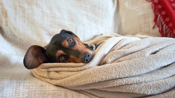 Cães de pelagem curta costumam sentir mais frio e dependem de tecidos adequados para conservar calor por Freepik