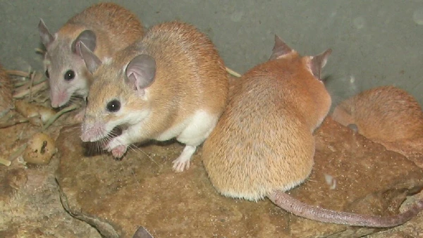 Camundongos-espinhosos regeneram pele e tecido da orelha com menor formação de cicatriz por Ltshears / Wikimedia Commons
