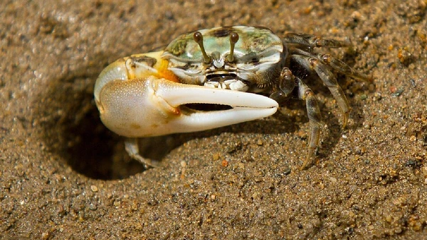 Caranguejos podem regenerar patas e pinças ao longo das mudas do exoesqueleto por Andrew Mercer / Wikimedia Commons