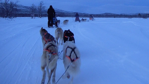Draghundsport reúne corridas e provas com cães de tração, que puxam trenós ou atletas em percursos de neve ou terra por Yeti Hunter / Wikimedia Commons