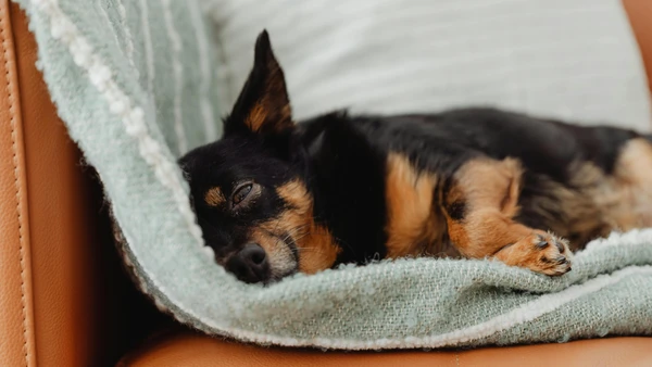 Mesmo em locais aparentemente aconchegantes, correntes de ar podem reduzir o conforto térmico do cachorro durante a madrugada por Pexels