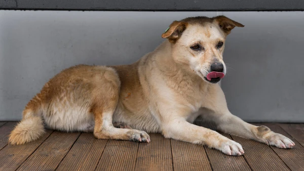 O local de descanso deve ser tranquilo, seco e associado à sensação de segurança para o cachorro por Freepik