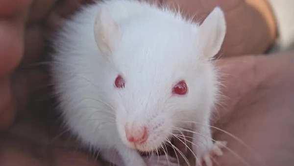 Os ratos, por sua vez, foram escolhidos por suas semelhanças anatômicas e regenerativas com os seres humanos