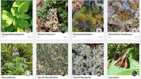 Página 'Explorar' do site INaturalist