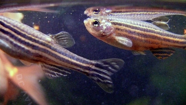 Peixe-zebra regenera nadadeiras e é estudado pela capacidade de reparar coração, retina e medula espinhal por Pogrebnoj-Alexandroff / Wikimedia Commons