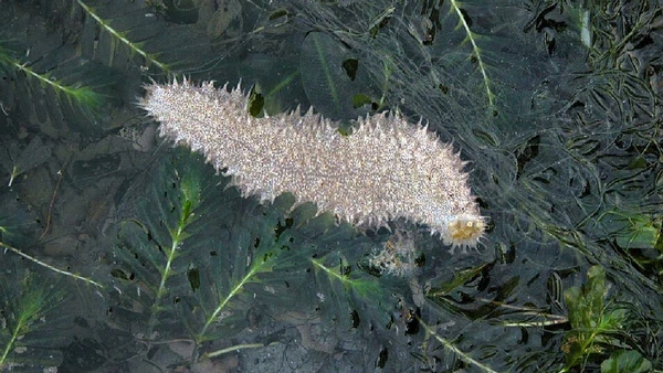 Pepinos-do-mar podem regenerar intestino e outros órgãos internos após evisceração por Ria Tan / Wikimedia Commons