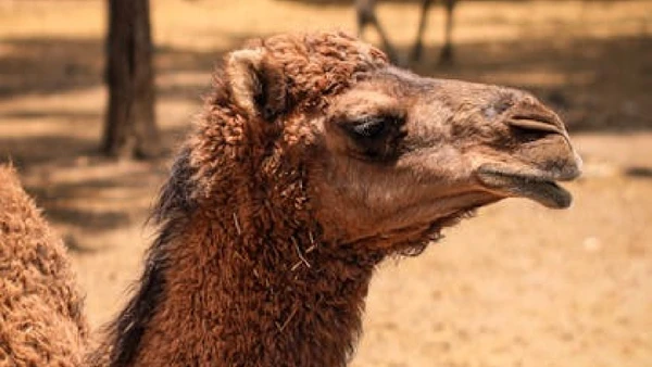 Um exemplo é a Carvykti, terapia gênica feita com genes de camelos e dromedários, usada para tratar câncer de sangue: o mieloma múltiplo