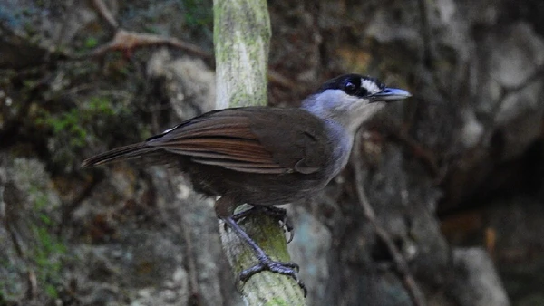 Black-browed babbler foi redescoberto em Bornéu em 2020 após mais de 170 anos conhecido apenas por um exemplar antigo por Panji Gusti Akbar / Wikimedia Commons