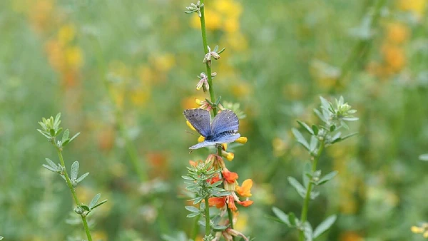 Borboleta-azul-de-Palos-Verdes foi considerada extinta em 1983 e redescoberta em 1994 na Califórnia por Jane Hendron, U.S. Fish and Wildlife Service / Wikimedia Commons