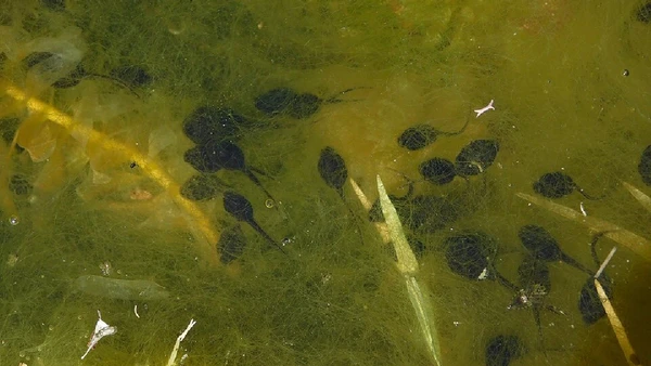Essas áreas funcionavam como uma espécie de corredor natural, em que animais e plantas marinhos se acumulavam e serviam como alimento para os humanos em deslocamento