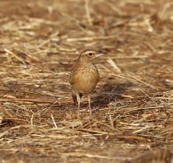 Fotos históricas de pássaro raro podem aprofundar estudos sobre espécie desaparecida por Julien Birard, Idriss Dapsia, Pierre Defos du Rau/American Bird Conservancy