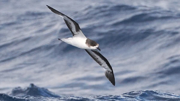 Petrel-de-bermuda reapareceu em ninhos de ilhotas em 1951 após mais de três séculos sem população conhecida por steve b / Wikimedia Commons