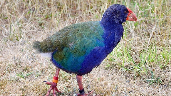 Takahē foi considerado extinto em 1898 e reencontrado em 1948 nas montanhas Murchison, na Nova Zelândia por Basar / Wikimedia Commons
