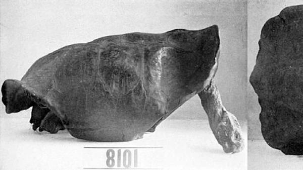 Tartaruga-gigante-de-Fernandina reapareceu em 2019 nas Galápagos, 112 anos após o único registro confirmado da espécie por John Van Denburgh / Wikimedia Commons