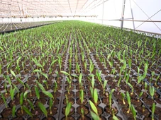 Imagem - Acelen Renováveis anuncia US$ 1,5 bilhão para biorrefinaria de SAF no Brasil