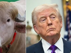 Imagem - Búfalo ‘parecido com Trump’ que virou celebridade na internet será sacrificado em ritual religioso