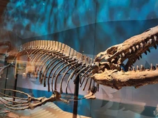 Imagem - Fósseis de T. Rex que vivia no mar são encontrados nos EUA e revelam um dos maiores predadores aquáticos do Cretáceo