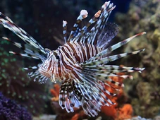 Imagem - Peixe invasor de 30 cm está dominando o litoral nordestino e pode destruir paraísos como Trancoso, Abrolhos e Fernando de Noronha