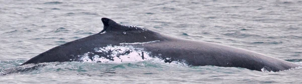 A baleia jubarte australiana saiu de Hervey Bay e foi avistada em Ilhabela. É a segunda maior distância percorrida pela espécie por Julio Cardoso/Happywhale Reprodução