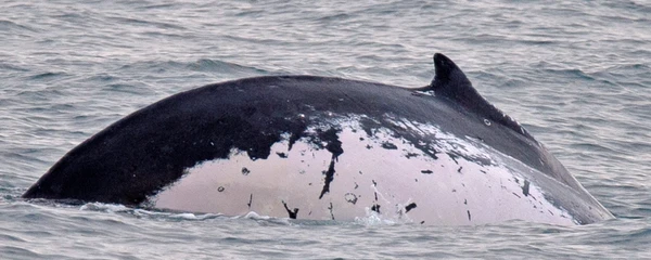 Baleia jubarte australiana avistada no Brasil fez intercâmbio cultural e tem o segundo nado mais longo da história por Julio Cardoso/Happywhale reprodução