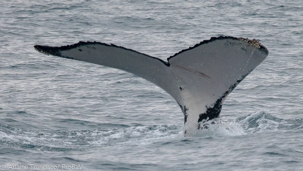 A baleia jubarte australiana saiu de Hervey Bay e foi avistada em Ilhabela. É a segunda maior distância percorrida pela espécie por ARLAINE FRANCISCO/Happywhale Reprodução