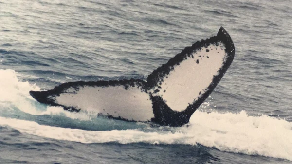 A baleia jubarte brasileira foi registrada pela primeira vez em Abrolhos, na Bahia, em 2003 por Renata Sousa-Lima/Happywhale/Reprodução