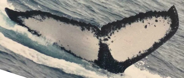 A baleia jubarte brasileira foi registrada pela primeira vez em Abrolhos, na Bahia, em 2003 por Renata Sousa-Lima/Happywhale Reprodução