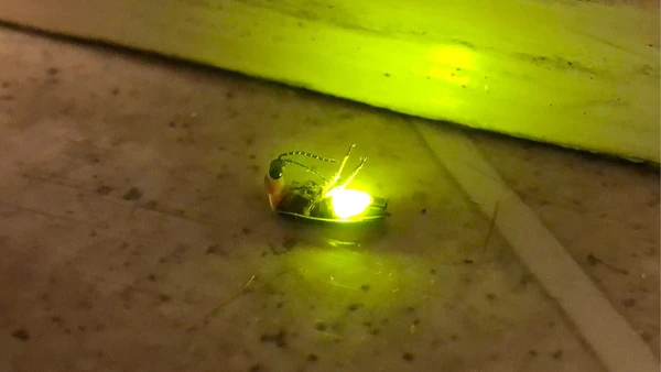 Abdômen iluminado de um vagalume revela a região associada à produção de luz nesses insetos por Famartin/Wikimedia Commons