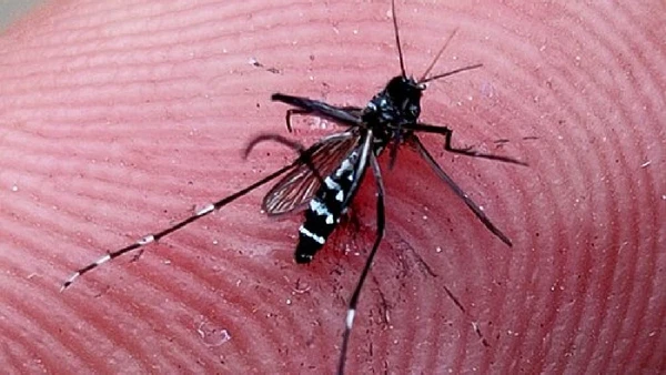 Aedes aegypti, mosquito de origem africana, está em áreas urbanas de todas as regiões do Brasil e chegou às Américas no período colonial, em barris de água de navios por Apurv013 / Wikimedia Commons