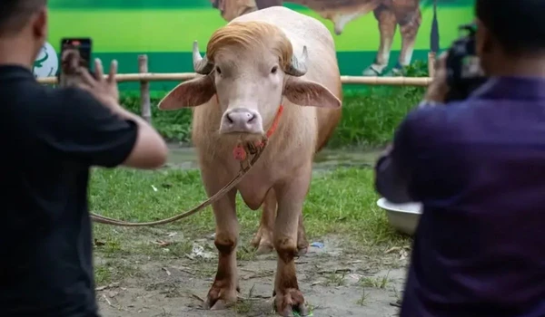 Búfalo ficou famoso na internet por Reprodução