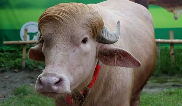 Búfalo ficou famoso na internet por Reprodução