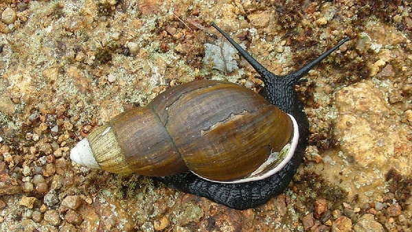 Caramujo-gigante-africano, nativo do leste da África, já foi registrado em 23 estados e entrou no Brasil nos anos 1980 para criação como substituto do escargot por Dick Culbert / Wikimedia Commons