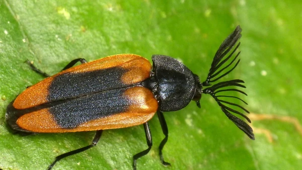 Conhecidos pelo brilho noturno, os vagalumes dependem de ambientes úmidos e escuros, cada vez mais alterados pela ação humana por Andreas Kay/Wikimedia Commons
