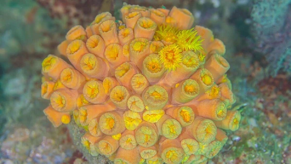 Coral-sol, nativo do Indo-Pacífico, já aparece entre Ceará e Santa Catarina e foi introduzido no Brasil por bioincrustação em plataformas de petróleo, navios e estruturas costeiras por Diego Delso / Wikimedia Commons
