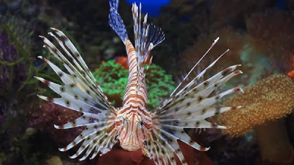 Devido ao seu visual único e cores marcantes, o peixe-leão é um dos queridinhos do aquarismo para tanques de água salgada