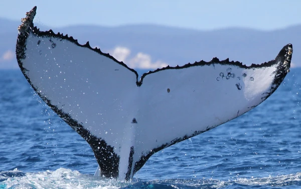 Em 2013, a baleia jubarte australiana foi novamente avistada em Hervey Bay, na Austrália por Happywhale/Reprodução
