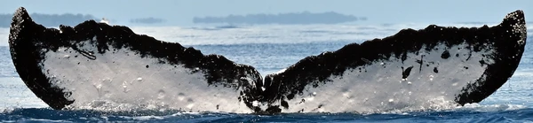 Frequentadora de Abrolhos, a baleia jubarte 'baiana' foi avistada na Austrália em 2025 por Silke Stuckenbrock/ Happywhale/Reprodução